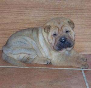 shar-pei pui 6 saptamani