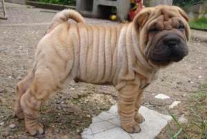 shar-pei pui 6 saptamani
