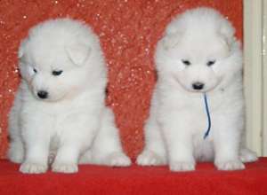 pui samoyed cu pedigree