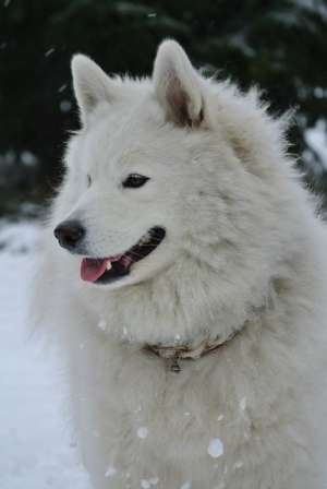 pui samoyed cu pedigree