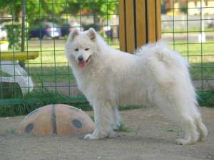 pui samoyed cu pedigree