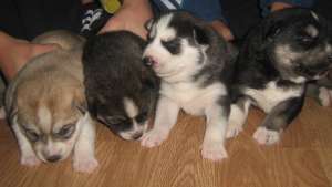 Vanzare cateluse husky