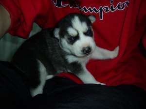 Vanzare cateluse husky