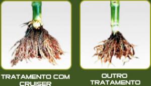 Cruiser 350 Syngenta