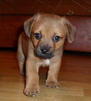 Vand caine
