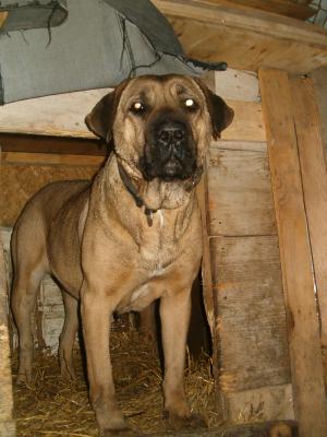 Catelusa  cane corso