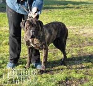 femela cane corso