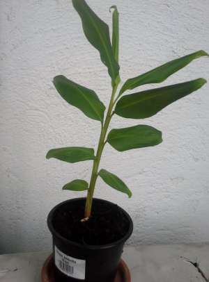 Planta de scortisoara