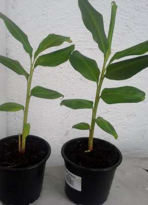 Planta de scortisoara
