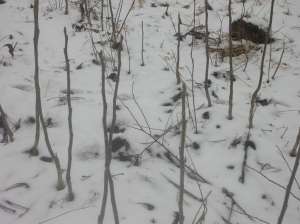 vand arbori, arbusti  si plante ornamentale