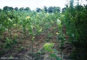 vand arbori, arbusti  si plante ornamentale