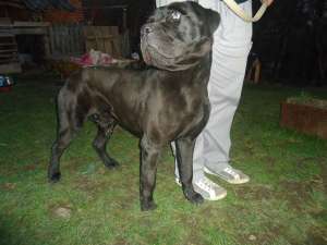 Mascul cane corso