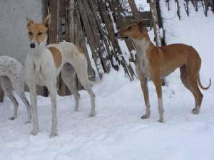 ogari greyhound de viteza