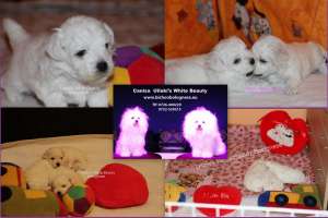 Canisa vand pui bichon bolognese