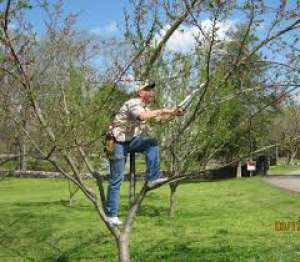 Toaletat pomi si arbori