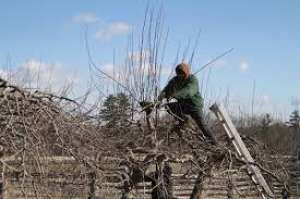 Toaletat pomi si arbori
