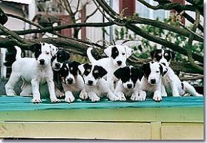 jack russell