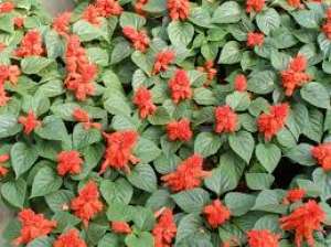 Muscate petunie salvie craite pelargonie si ageratum
