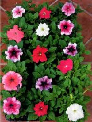 Muscate petunie salvie craite pelargonie si ageratum