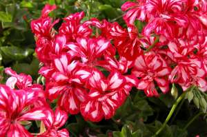 Muscate petunie salvie craite pelargonie si ageratum