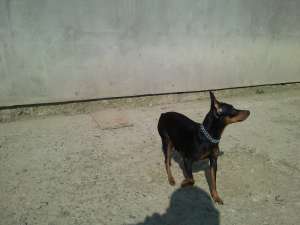 pinscher pitic (miniature)