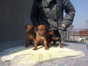 pinscher pitic (miniature)