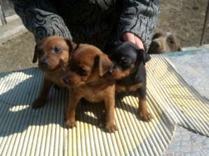 pinscher pitic (miniature)