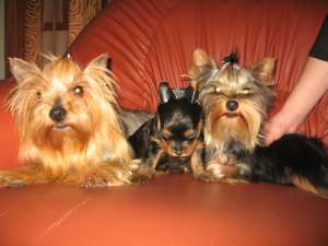 PUIUTI YORKSHIRE TERRIER mini-Toy