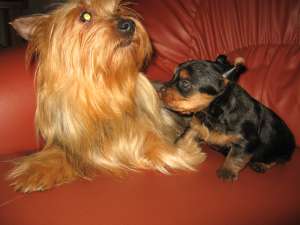 PUIUTI YORKSHIRE TERRIER mini-Toy