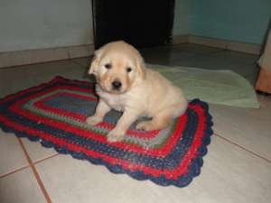 Golden Retriever- de vanzare