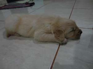 Golden Retriever- de vanzare