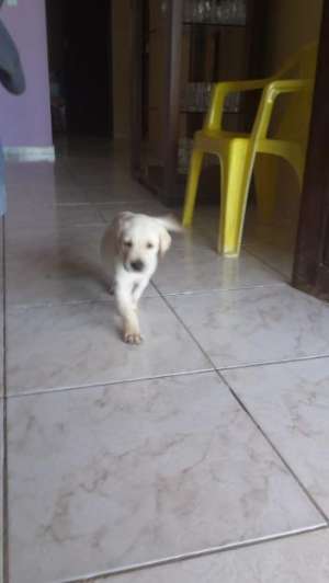 mascul auriu Labrador Retriever de vanzare