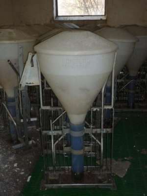 hranitoare purcei