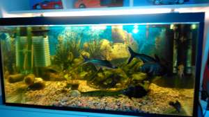 Rechini pangasius