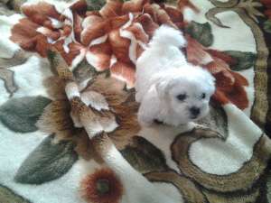 PUI BICHON MALTESE TOY,   6 SAPT