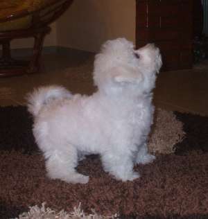 BICHON FRISE cu PEDIGREE