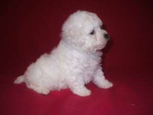 BICHON FRISE cu PEDIGREE