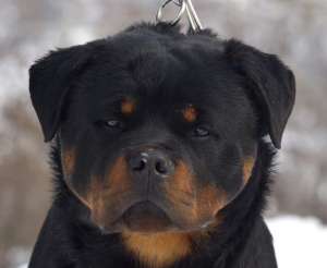 catei rottweiler cu pedigree