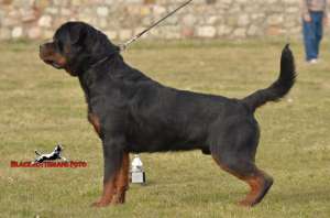 catei rottweiler cu pedigree