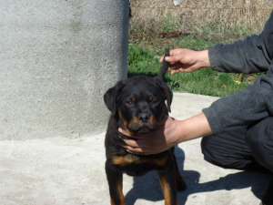 catei rottweiler cu pedigree