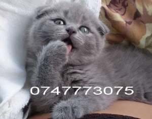 Scottish Fold Blue de vanzare