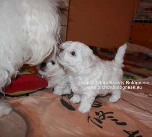 Crescator vand pui bichon bolognese cu pedigree