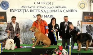MASCUL PENTRU MONTA BICHON FRISE