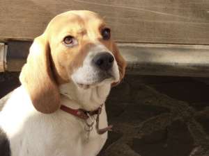 Vand catelusa Beagle 1.5 ani