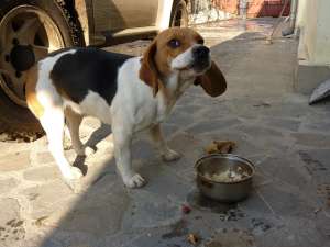 Vand catelusa Beagle 1.5 ani