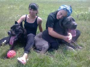 femela cane corso