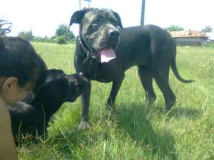 femela cane corso