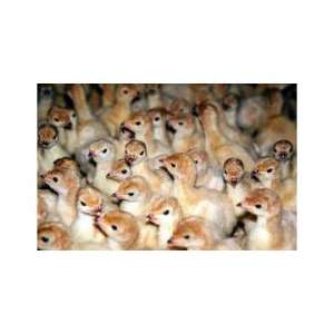 Pui de gaina de o zi,  import Ungaria