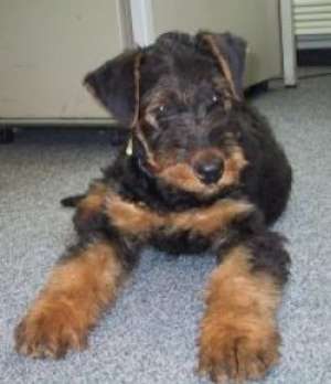 Vand pui Airedale Terrier