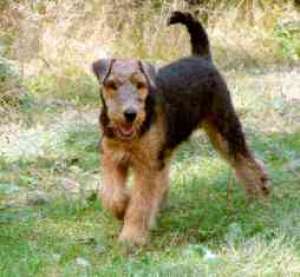 Vand pui Airedale Terrier